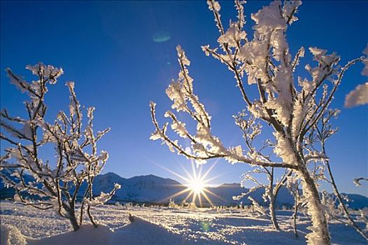 树,逆光,日出,冬天