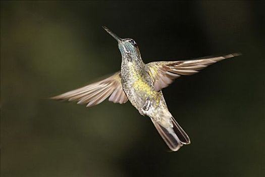蜂鸟,哥斯达黎加
