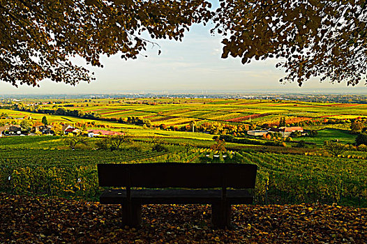 葡萄园,风景,靠近,德国,葡萄酒,路线,莱茵兰普法尔茨州