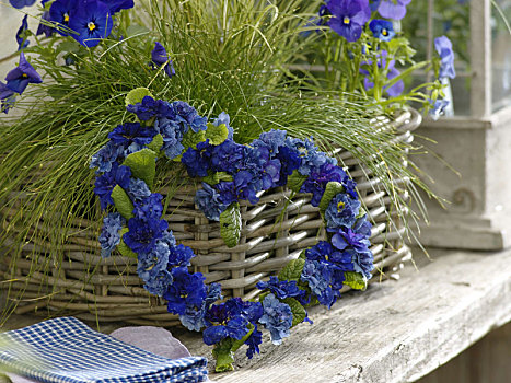 心形,蓝色,樱草属植物,蓝宝石