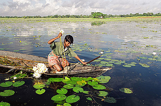 男孩,荷花,湿地,销售,市场,国家,花,孟加拉,可食,蔬菜,八月,2003年