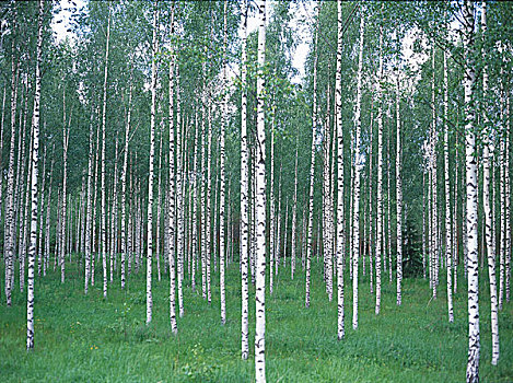 树林,白桦,芬兰,斯堪的纳维亚,欧盟
