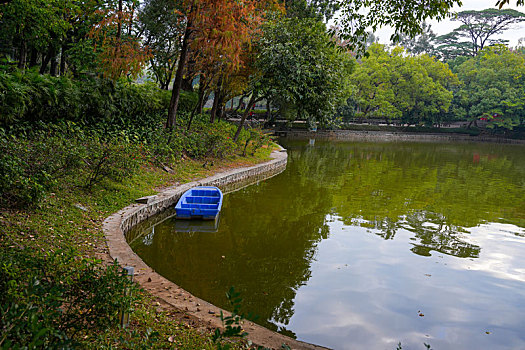 羊城广州天河公园冬季湖边水杉美景