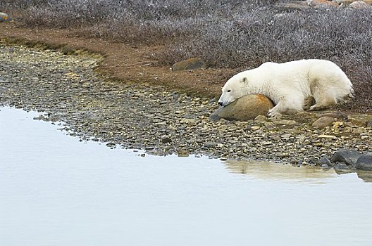 北极熊,卧,迎面,石头,水