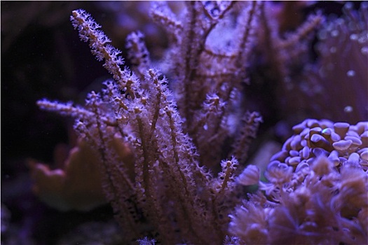 水下,水族箱,珊瑚