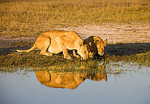 两个,雌狮,喝,水坑,马瑞米国家公园,莫勒米野生动植物保护区,奥卡万戈三角洲,博茨瓦纳,非洲