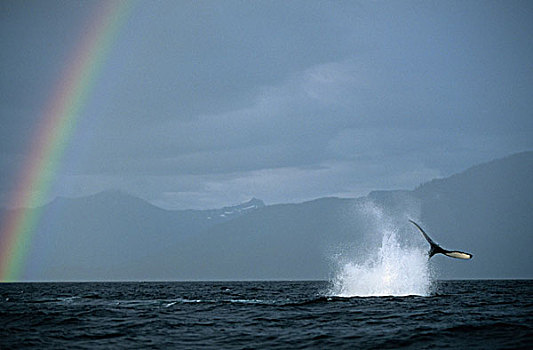 阿拉斯加,通加斯国家森林,驼背鲸,大翅鲸属,拍击,尾部,水面,彩虹,弗雷德里克湾