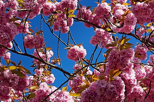 英格兰,北约克郡,粉色,樱花,蓝天