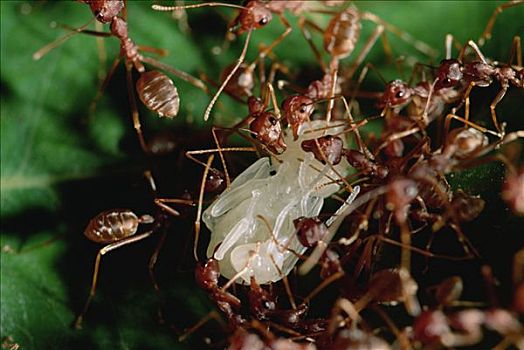 蚂蚁,工人,准备,窝,编织,沿岸,树林,南非
