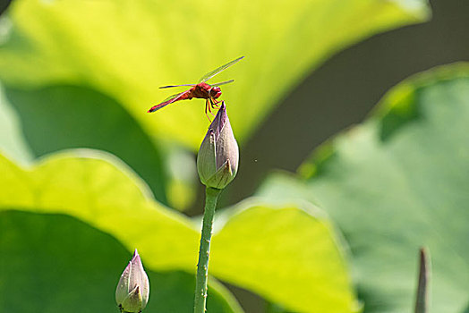 蜻蜓小荷