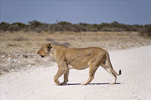 雌狮,狮子,道路,靠近,埃托沙国家公园,纳米比亚,非洲