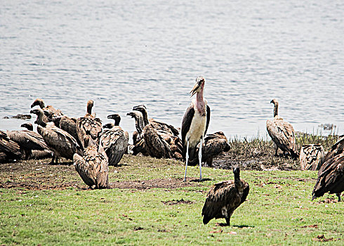 鸟群,岩石上,水,乔贝国家公园,博茨瓦纳