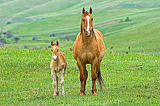 马,雌性,小马,区域,草场,防护,生活,牧场,西南方,艾伯塔省,加拿大
