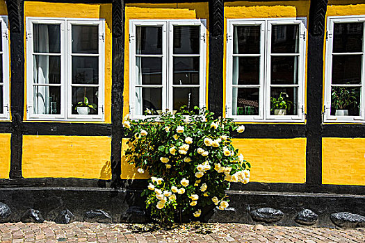 花,历史,房子,生存,城市,日德兰半岛,丹麦