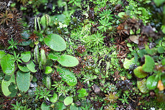 植物,地上