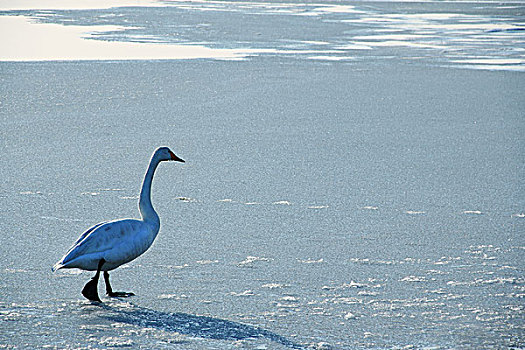 沙滩上的一只天鹅