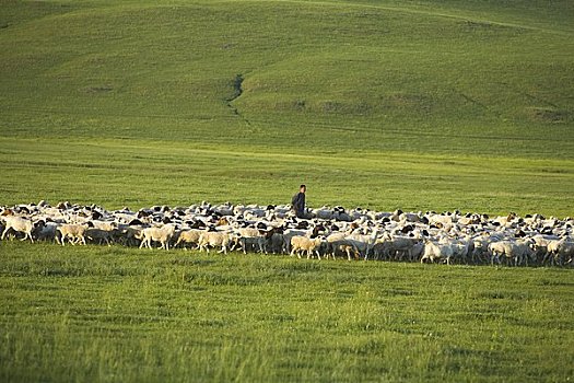 牧羊人,牧群,山羊,绵羊,生态,保存,内蒙古,中国