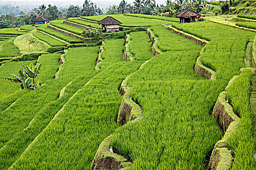 稻米梯田,巴厘岛,印度尼西亚,东南亚