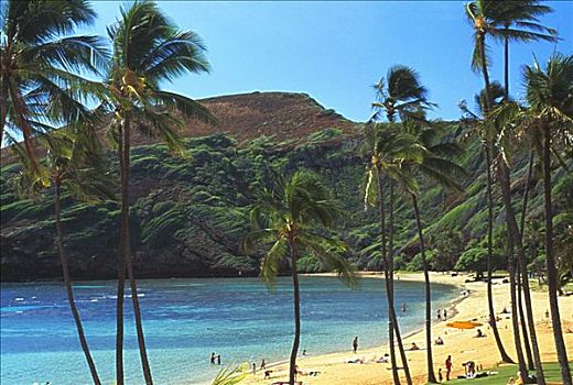 夏威夷,瓦胡岛,恐龙湾,州立公园,海滩,海洋,棕榈树,清晰,白天