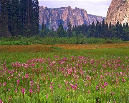 流星,花,优胜美地山谷,优胜美地国家公园,加利福尼亚
