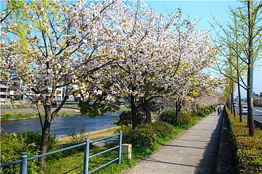 樱花,日本