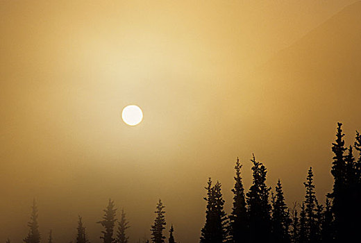 美国,阿拉斯加,雾,日出,冬天,德纳里峰国家公园