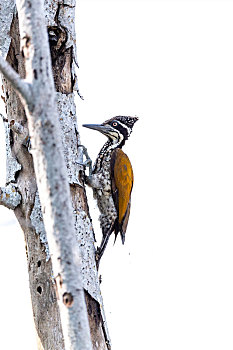 一只雌性金背三趾啄木鸟攀附在高高的枯木树枝上以嘴叩树啄食昆虫