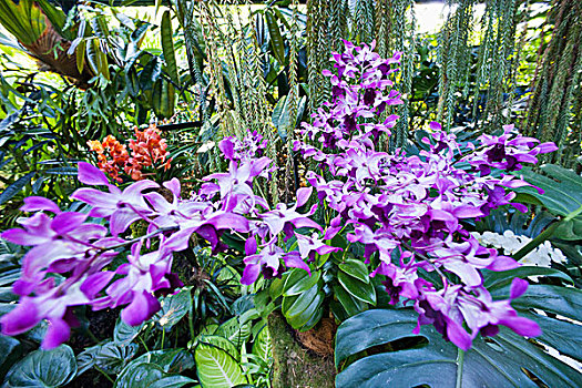 新加坡,植物园,兰花,花园