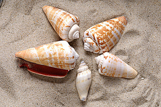 蜗牛,壳,沙子