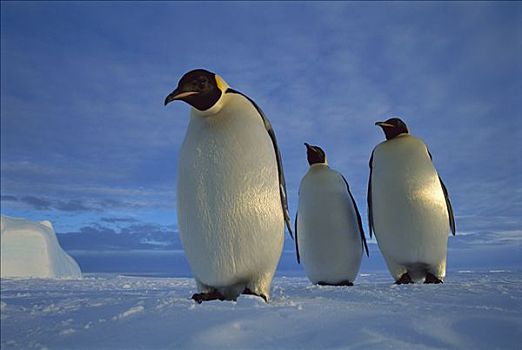 帝企鹅,三个,海冰,午夜,黎明,冰架,威德尔海,南极