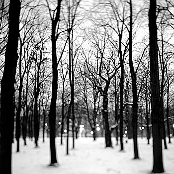 冬天,场景,木头,模糊,圆,亮光,背景,华沙,波兰