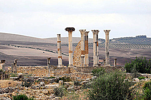 柱子,鹳,窝,考古,挖掘,古老,罗马,城市,瓦卢比利斯,世界遗产,摩洛哥,非洲