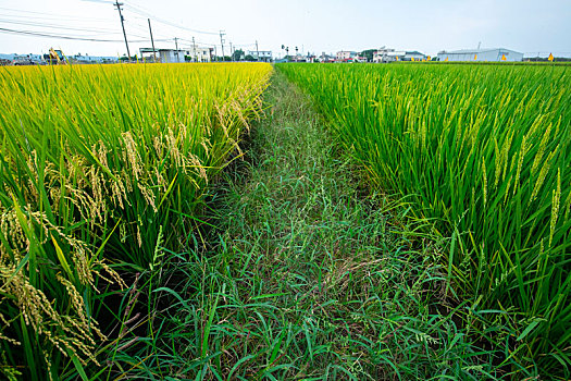 台湾南部乡村,蓝天白云下绿油油的稻田