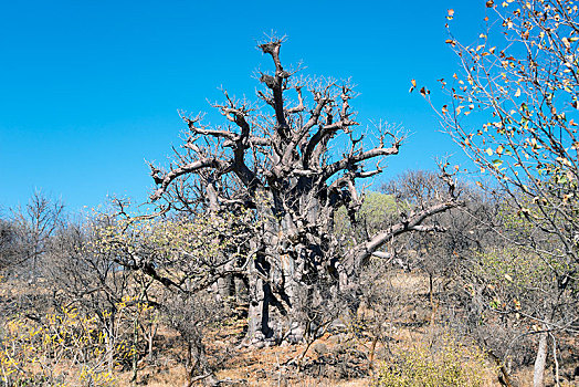 干燥,非洲,猴面包树,考科韦尔德,纳米比亚