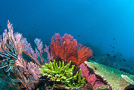 水下,珊瑚,鱼,植物,巴厘岛