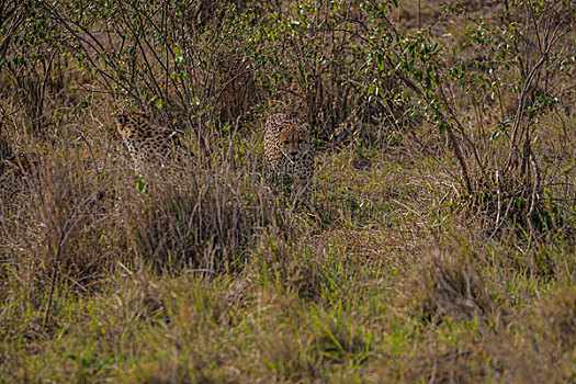 非洲肯尼亚马赛马拉国家公园猎豹群