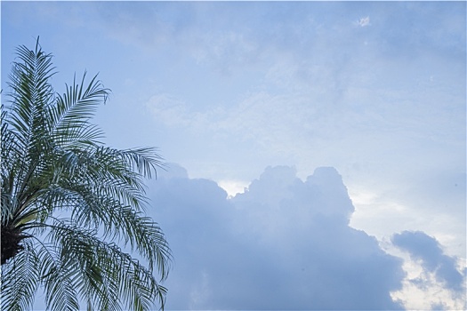 羊城广州夏天的天河公园蓝天白云椰树