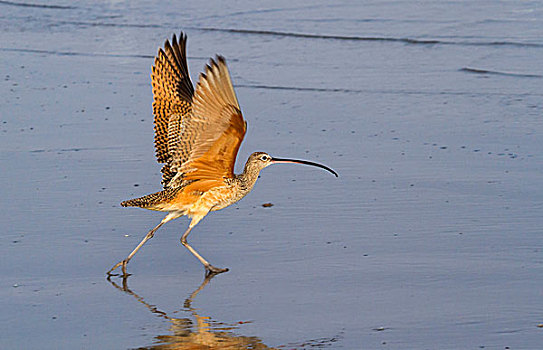 长嘴鸟,杓鹬,起飞,湿,海滩,加尔维斯顿,德克萨斯,美国