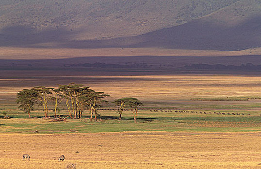 非洲,坦桑尼亚,火山口,热带草原,风景
