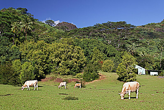 母牛,放牧,草场,高地,茉莉亚岛,社会群岛,向风群岛,法属玻利尼西亚,大洋洲