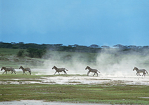 斑马,驰骋,朴素,踢,向上,灰尘,坦桑尼亚,非洲