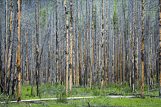 烧,森林火灾,班芙国家公园,艾伯塔省,加拿大