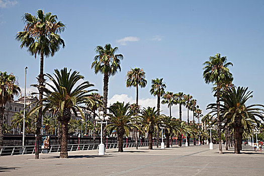 棕榈树,树,散步场所,港口,贝尔港,巴塞罗那,加泰罗尼亚,西班牙,欧洲