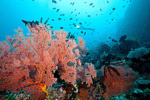 繁盛,珊瑚礁
