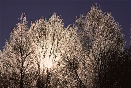 太阳,逆光,霜,树,新布兰斯维克,加拿大