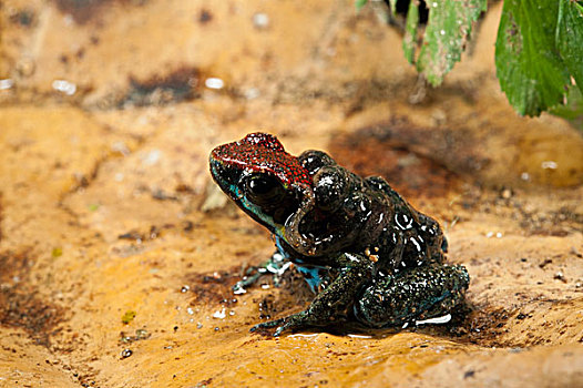 厄瓜多尔,毒物,青蛙,蝌蚪,国家公园,亚马逊雨林