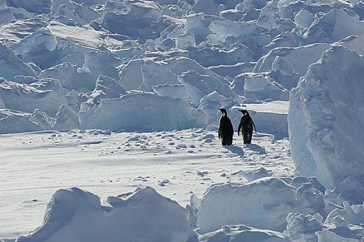南极,威德尔海,雪丘岛,两个,帝企鹅,浮冰