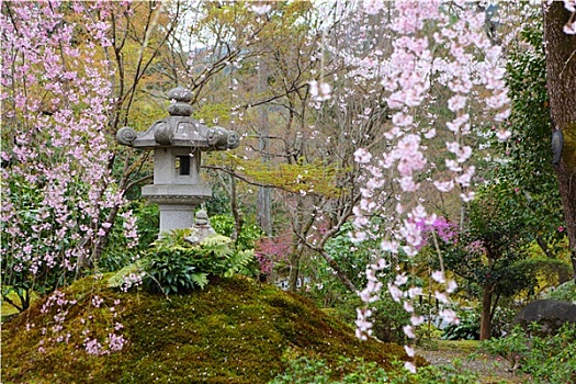 日本,公园,樱花,树