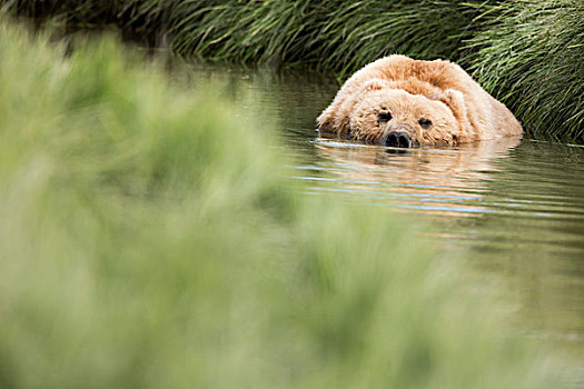 浴,熊