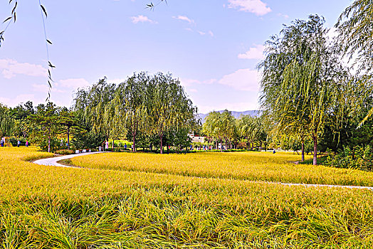 北京海淀区北坞公园秋天的景色